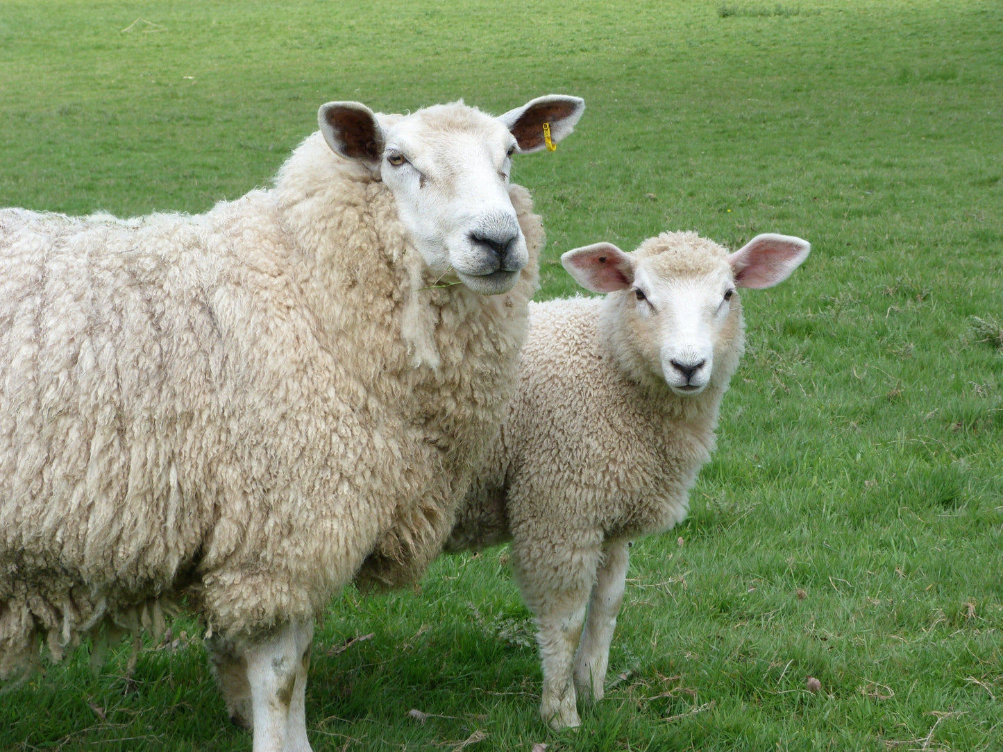 N44 ウール毛糸(タフティング用)- 500g - RUGMATAG