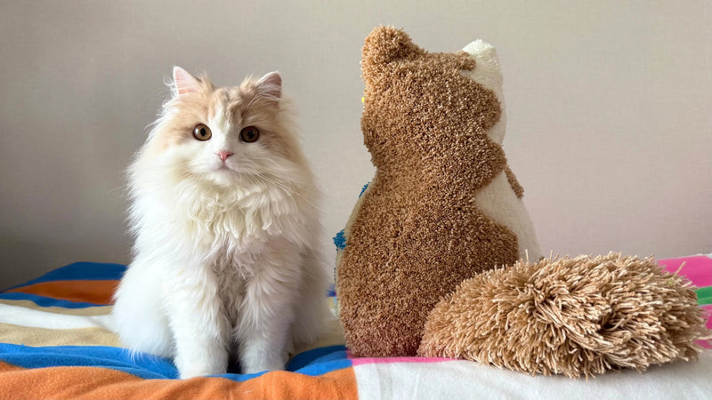 同じ方向を向いて並ぶ猫と猫型クッションの背中姿｜まるでおそろいの後ろ姿が印象的な、温もりあふれる完成写真